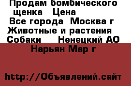 Продам бомбического щенка › Цена ­ 30 000 - Все города, Москва г. Животные и растения » Собаки   . Ненецкий АО,Нарьян-Мар г.